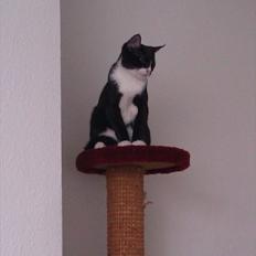 Huskat Obi wan Kenobi aka Obie 