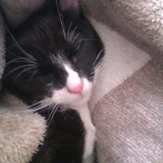 Huskat Obi wan Kenobi aka Obie 