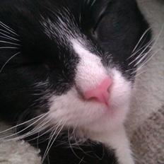 Huskat Obi wan Kenobi aka Obie 