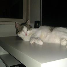 Huskat Coco Chanel aka Coco