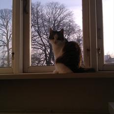 Huskat Coco Chanel aka Coco