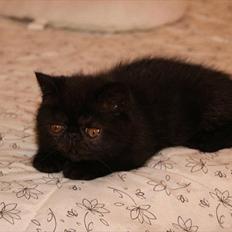 Exotic DK Lalishen´s Armani