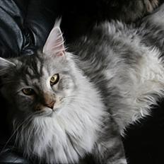 Maine Coon Body sensation