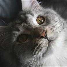 Maine Coon Body sensation