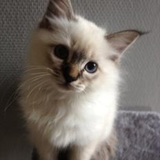 Hellig Birma Cappuccino