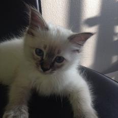 Hellig Birma Cappuccino