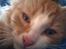 Blanding af racer Maine Coon/Norsk skovkat Malde