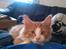 Blanding af racer Maine Coon/Norsk skovkat Malde