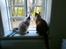 Ragdoll /Hellig Birma Louis