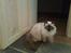 Ragdoll /Hellig Birma Louis