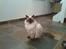 Ragdoll /Hellig Birma Louis