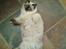 Ragdoll /Hellig Birma Louis