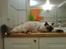 Ragdoll /Hellig Birma Louis