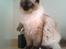 Ragdoll /Hellig Birma Louis
