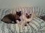 Ragdoll /Hellig Birma Louis