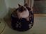 Ragdoll /Hellig Birma Louis