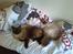 Ragdoll /Hellig Birma Louis