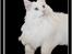 Norsk Skovkat Tukenja s lovely Snow Queen