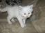 Maine Coon Laurvang´s Bubber