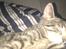 Huskat Sussi - zzzzzzz