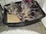 Maine Coon Baba Looey  (Louie)