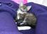 Huskat Misling