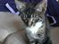 Huskat Misling