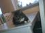 Huskat Misling
