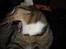 Huskat Sofus<3 R.I.P.<3 - Soffen ;*