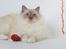 Hellig Birma Con Meo's Tic Tac (Zuma)