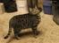 Blanding af racer Dorrit - staldkat