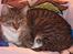 Huskat Minnie - hygge i min lille pige`s seng