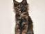 Maine Coon Caemsocoons  Secret Obsession