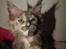Maine Coon Caemsocoons  Secret Obsession