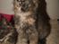 Maine Coon Caemsocoons  Secret Obsession