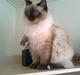 Ragdoll /Hellig Birma Louis