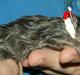 Maine Coon Lykkekatte´s Silky Blue