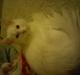 Maine Coon Zippo