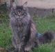 Maine Coon Sam