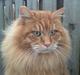 Kurilean Bobtail GIC.Ataman Kurilkot