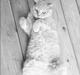 British Shorthair Leeza's Cream Chico (Tico)