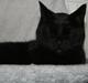 Huskat Sorte Per (babyen)
