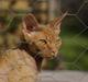 Devon Rex Crispus Obi Wan Kenobi