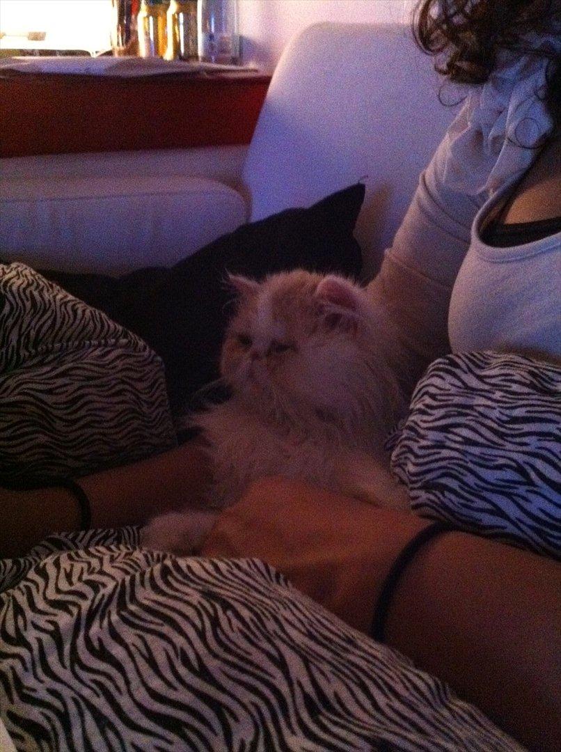 Perser Baby Jane billede 4