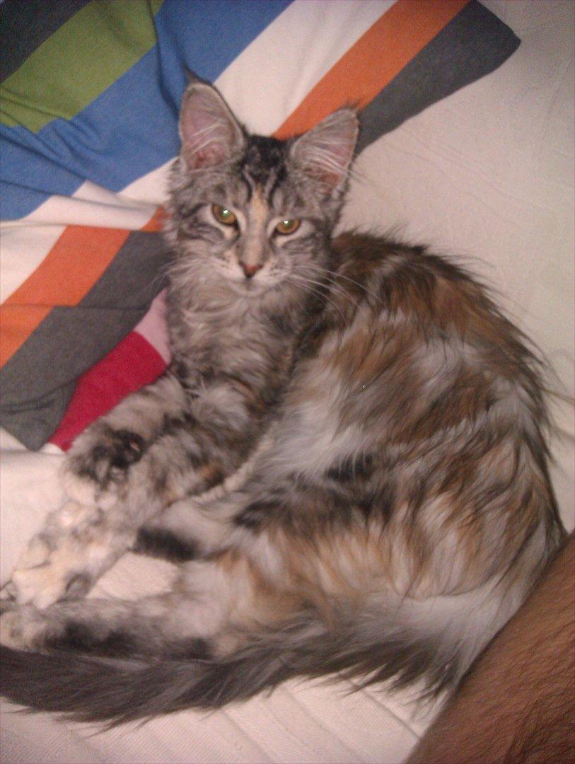 Maine Coon DK Skovlycoon Wendy - Hygger i sofaen billede 10