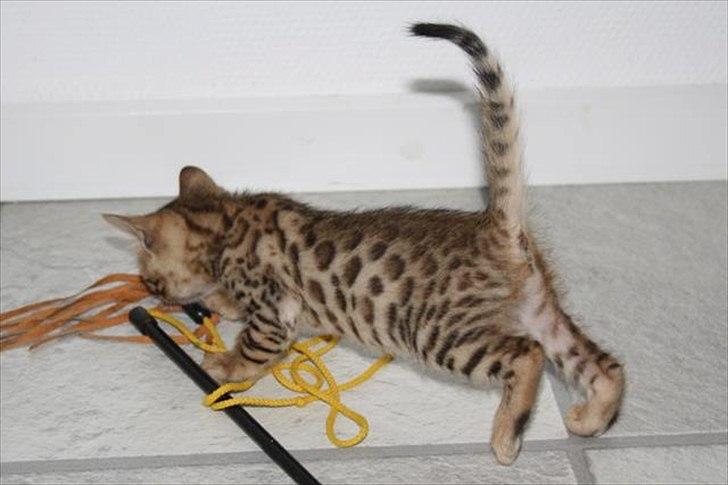 Bengal Wild - Diamond. Sheeva of Sahara billede 2