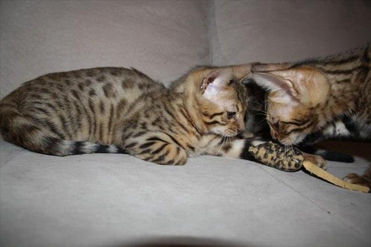 Bengal Wild - Diamond. Sheeva of Sahara billede 3