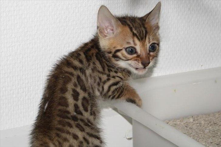 Bengal Wild - Diamond. Captain of Cuba billede 1