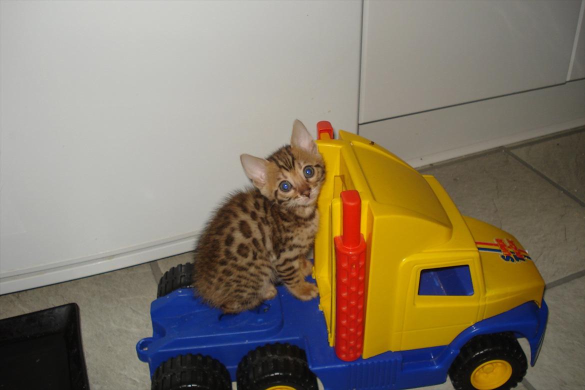 Bengal Wild - Diamond. Captain of Cuba billede 2