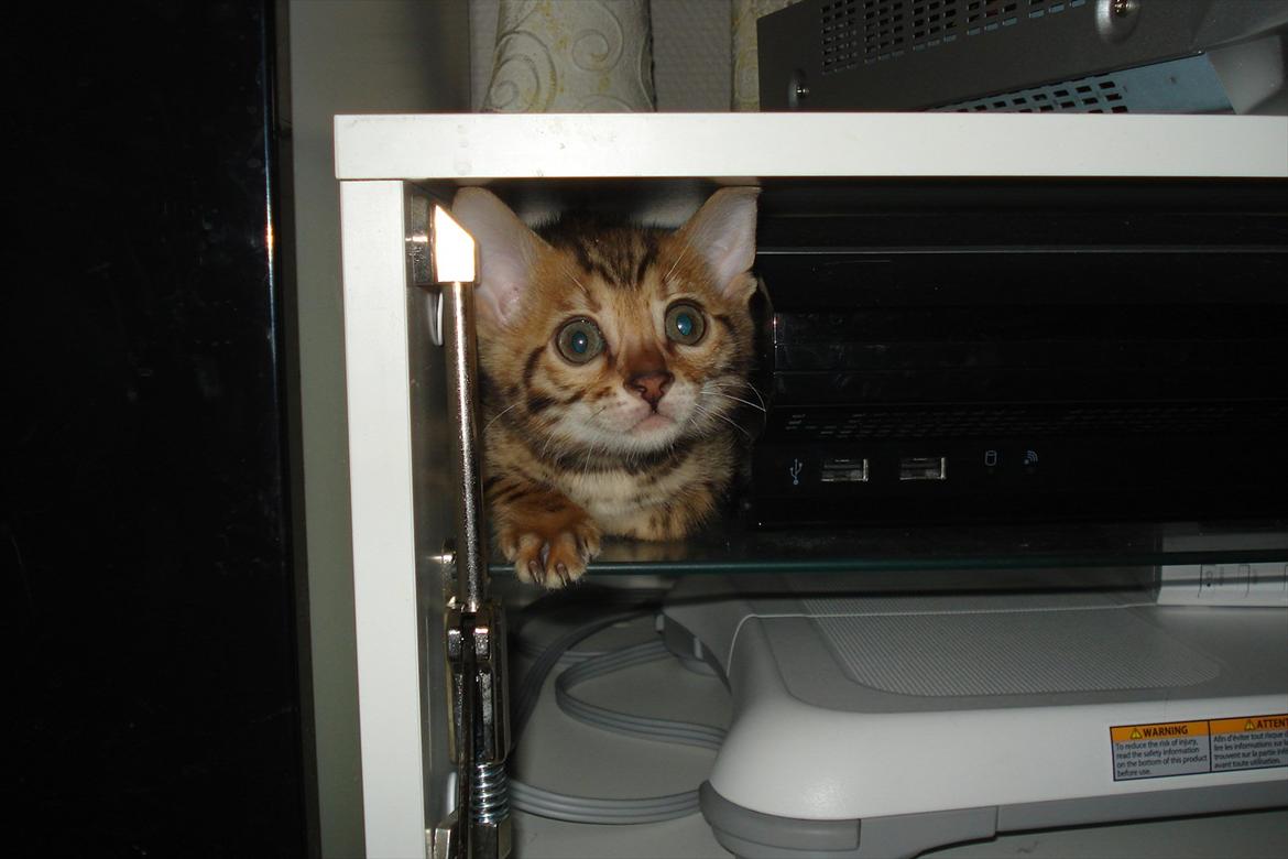 Bengal Wild - Diamond. Captain of Cuba billede 3